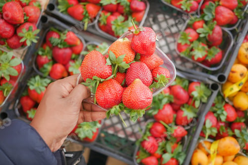 Preview: Fresh strawberries picked at a local market in autumn season