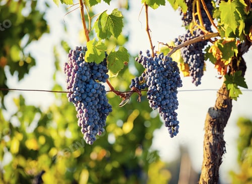 Preview: Tuscan vineyard with red grapes.