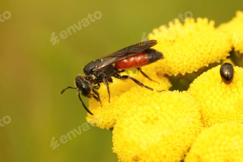 Preview: Closeup on a red colored cleptoparasite bloodbee , Sphecodes on and yellow Tansy flower