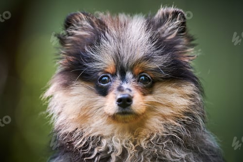 Preview: Pomeranian Spitz puppy in garden, close up face portrait