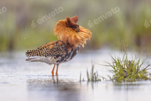 Preview: Ruff bird displaying at lek