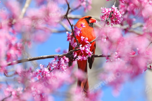 Preview: Northern cardinal red bird sitting on a branch
