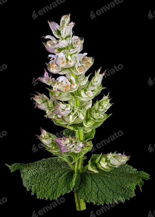 Preview: Inflorescences clary sage, lat. Salvia sclarea, isolated on black background