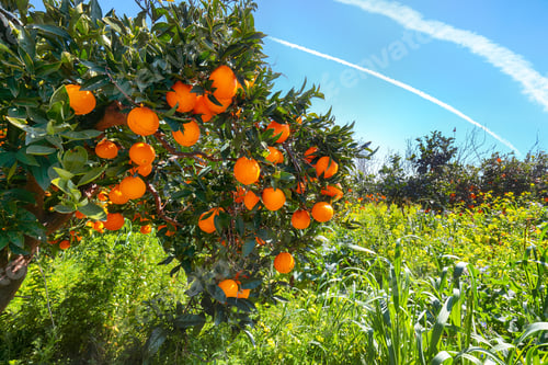 Preview: Ripe oranges on tree in orange garden.
