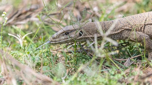 Preview: Closeup of a Bengal monitor (Varanus bengalensis) in green grass