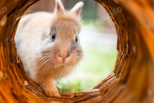 Preview: A Curious Bunny is Adventurously Exploring an Interesting Tunnel in Its Green Garden