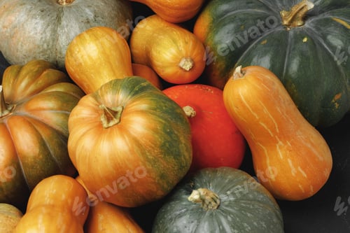 Preview: Many multicolor pumpkins, autumn seasonal decorative background