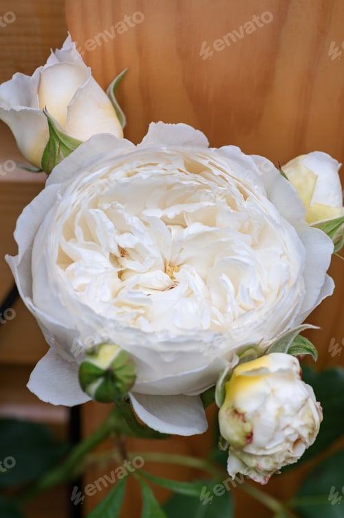 Preview: Macro shot of garden rose