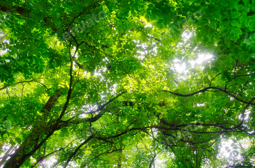 Preview: Green leaves in the sun
