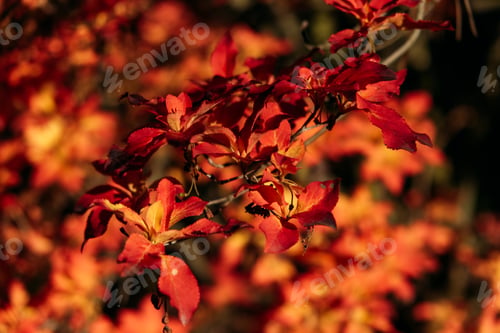 Preview: Cluster of orange-red autumn leaves illuminated by low sunlight in forest