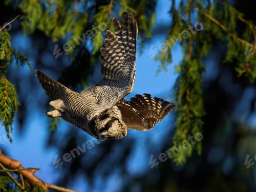 Preview: Northern hawk owl (Surnia ulula)