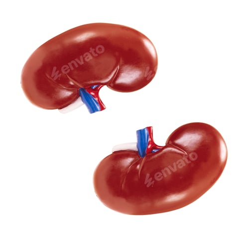 Preview: artificial kidney