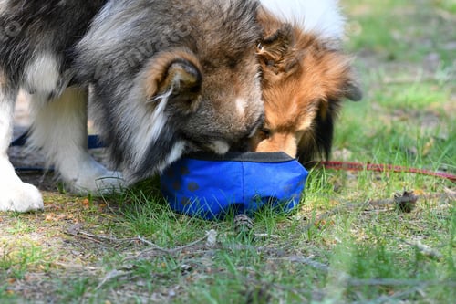 Preview: Two dogs drinking from the same water bowl
