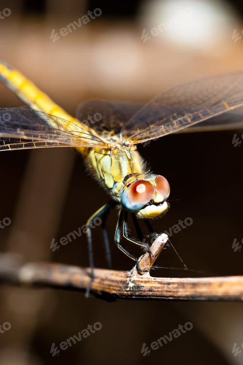 Preview: Dragonfly ( sympetrum sp )