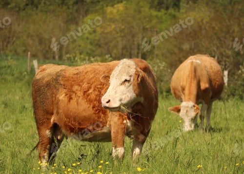 Preview: Cows eating grass