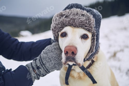 Preview: Funny portrait of dog in winter landscape. Labrador retriever with cap on his head.