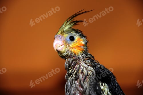 Preview: cockatiel, bird, pet, parrot