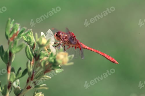 Preview: Dragonfly sitting on the grass, closeup shot. Macro Photo