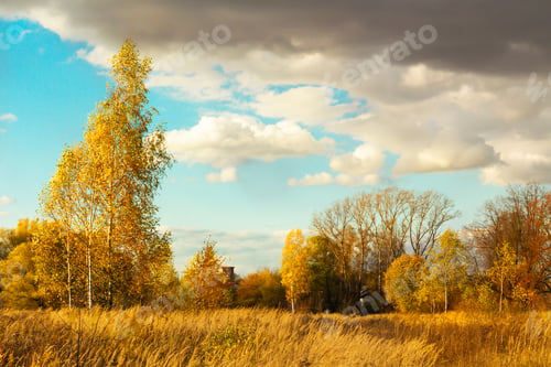Preview: Autumn landscape in yellow tones with birch and willow trees