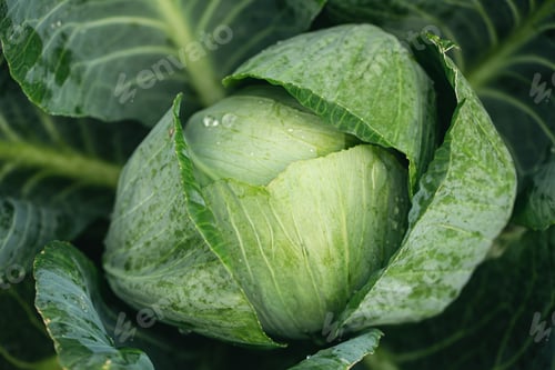 Preview: Fresh ground-cabbage in the garden close-up, textured natural background.