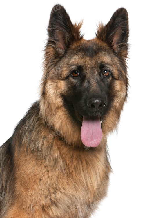 Preview: Close-up of German Shepherd Dog, 21 months old, in front of white background