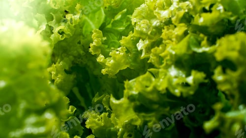 Preview: Closeup image of sun shining on fresh green lettuce leave growing in garden. Background for healthy