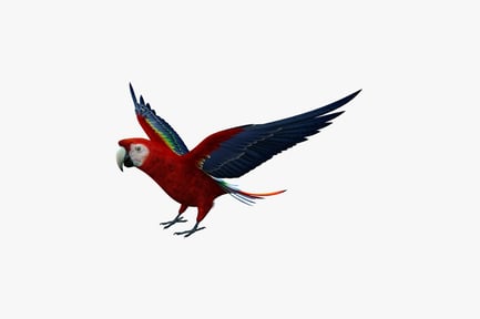 Preview: Macaw in flight posture