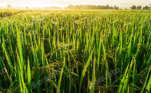 Preview: Landscape view over paddy field on sunrise time.