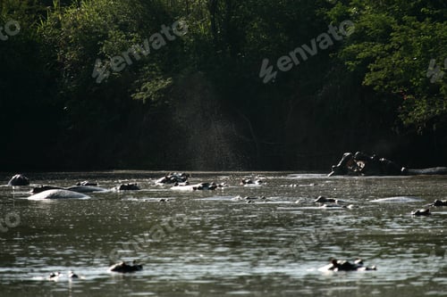 Vorschau: Fluss - Serengeti-Safari, Tansania, Afrika
