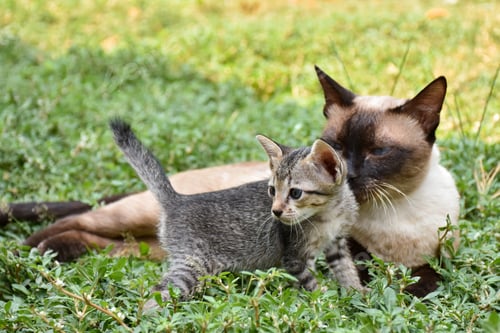 Preview: Cute baby tabby kitten in the grass on a summer day.