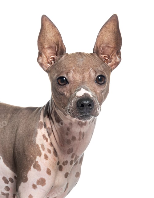 Preview: head shot of a American hairless terrier dog, isolated on white