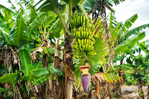 Preview: Two bunches of bananas growing on a tree on the plontage of the island of Mauritius
