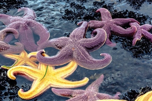 Preview: Echinoderm animal -starfish on the Pacific coast in Kamchatka, Russia