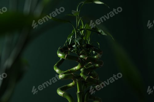 Preview: Concept of tropical and summer plant - bamboo