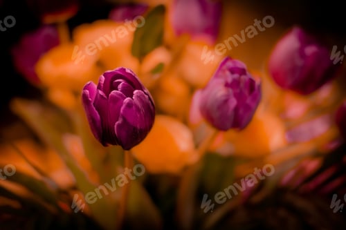 Preview: Vibrant purple tulips with a warm backdrop.