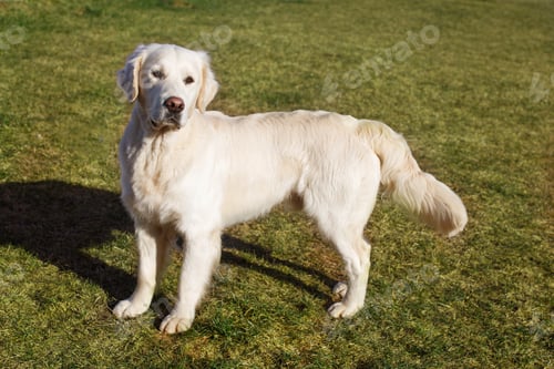 Preview: Beautiful Golden Retriever dog on the grass in sunny summer day