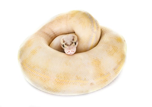 Preview: Ball python in studio
