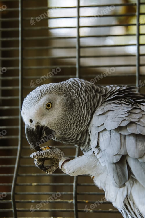 Preview: Parrot