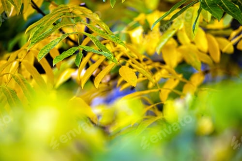 Preview: Golden foliage fills the autumn air with vibrant colors in a serene landscape