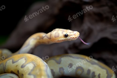 Preview: Yellow and white mixed python snake.