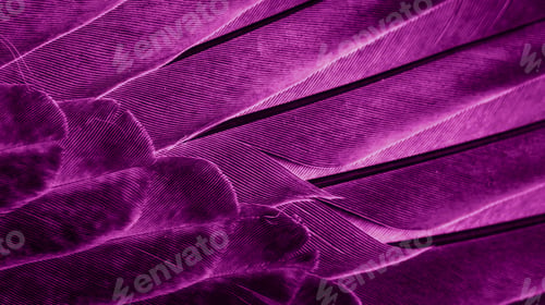 Preview: Violet feather pigeon macro photo. texture or background