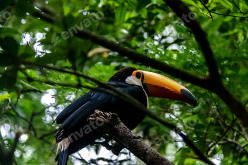 Preview: Toucan
