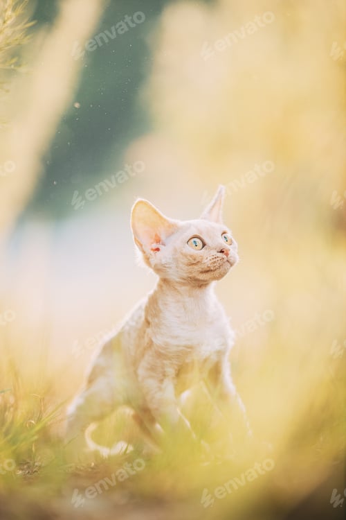 Preview: Funny Curious Young Red Ginger Devon Rex Kitten Playing In Green Grass. Short-haired Cat Of English