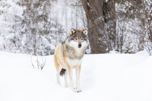 Preview: Beautiful wolf standing in the snow in beautiful cold winter forest