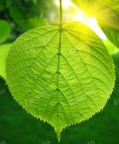 Preview: green leaf and sunlight