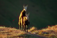 Preview: Young tatra chamois mating on grass in autumn sunset