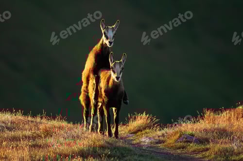 Preview: Young tatra chamois mating on grass in autumn sunset