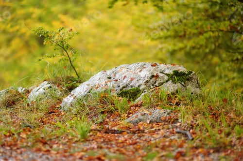 Preview: Scenic view of the forest in Lovchen National Park on autumn day. Tourism and travel.Hiking.