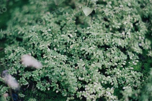 Preview: Tiny plants