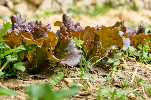 Preview: Nature green background of red leaf lettuce. Lush foliage in spring or summer garden.